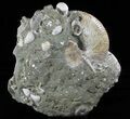 Cretaceous Nautilus and Ammonite Cluster - Madagascar #59727-5